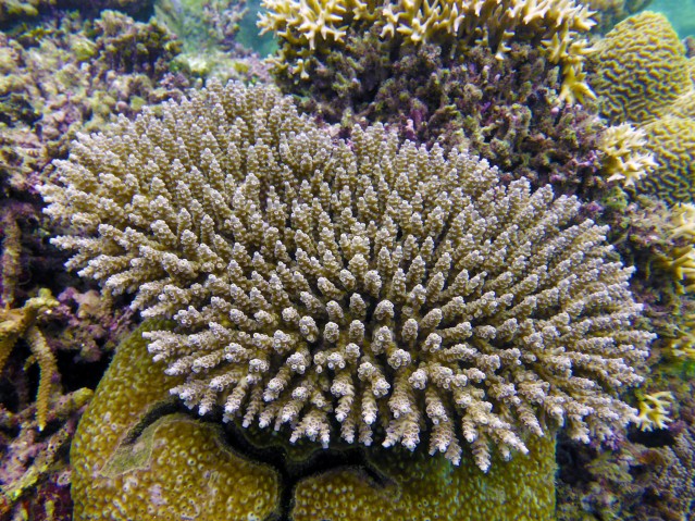 ウスエダミドリイシ（Acropora tenius） | 沖縄科学技術大学院大学（OIST）